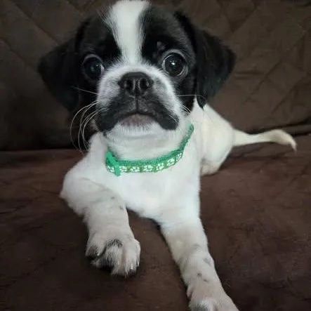 A baby small-sized male Shih Tzu dog named Fernando for adoption in Springfield, MO