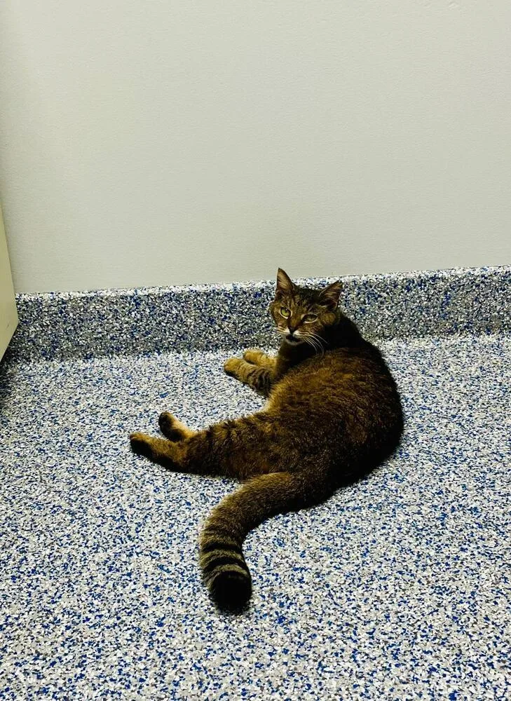 A senior medium-sized male Tabby (Brown / Chocolate) Domestic Short Hair cat named Milo for adoption in Bowie, MD