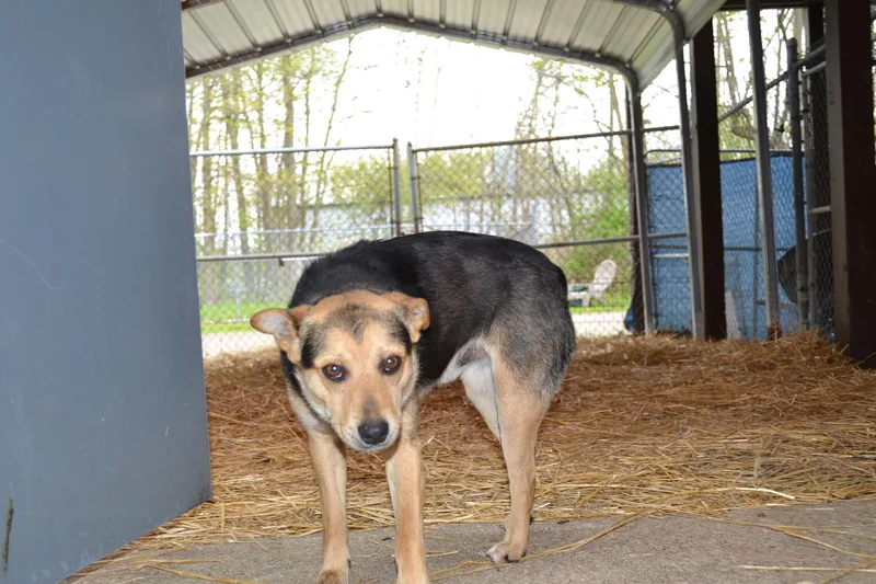 A young medium-sized male Brown / Chocolate Beagle dog named Moon Pie for adoption in Chardon, OH
