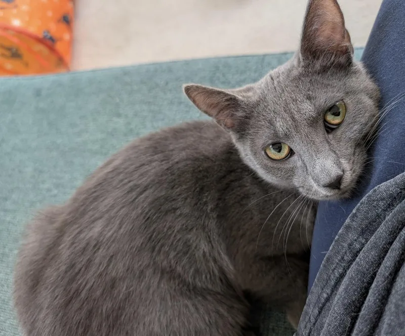 A baby small-sized female Gray / Blue / Silver Domestic Short Hair cat named Angelina Ballerina for adoption in Alexandria, VA