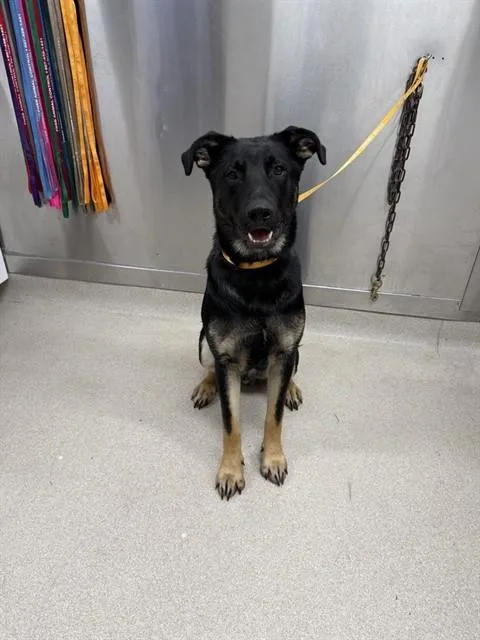 A young large-sized male German Shepherd Dog dog named Hogan for adoption in Fairbanks, AK