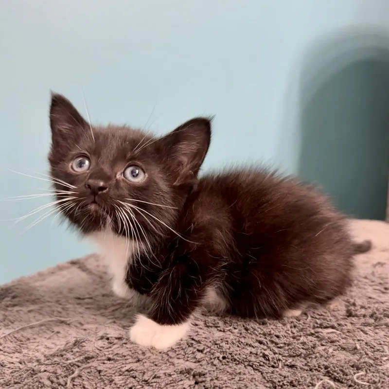 A baby small-sized male Domestic Short Hair cat named Guinness for adoption in Woodstock, GA