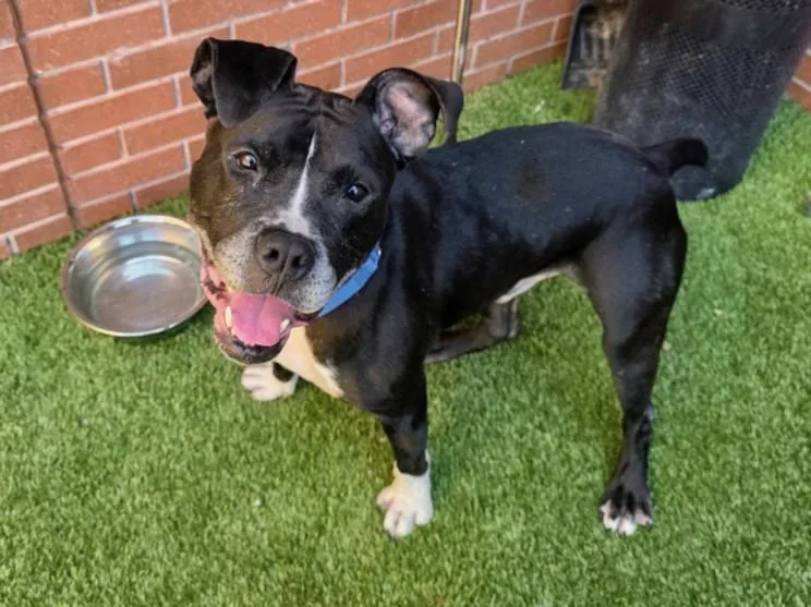 An adult large-sized male Boxer dog named Cheerio for adoption in Toledo, OH