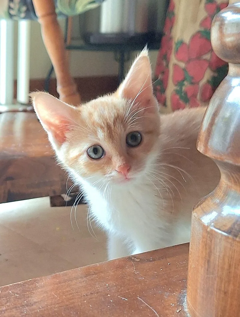 A baby medium-sized female Orange & White Domestic Short Hair cat named Jenny needs a feline for adoption in Macomb, MI
