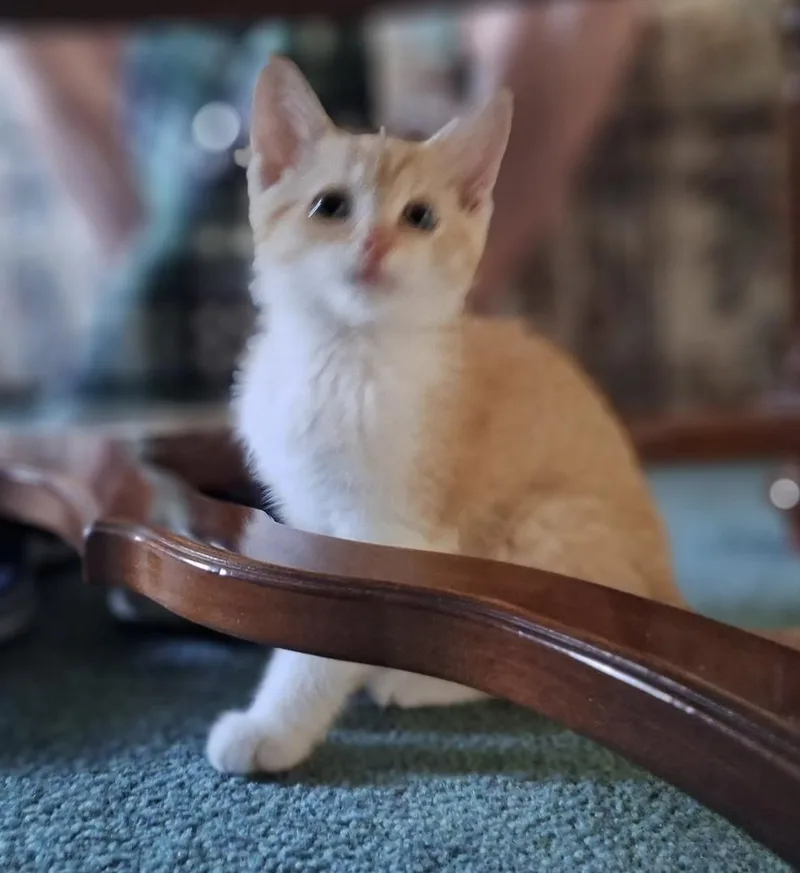 Jenny needs a feline thumbnail 2