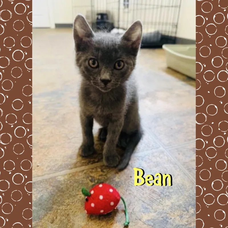 A baby medium-sized male Gray / Blue / Silver Domestic Short Hair cat named Bean for adoption in Red Lodge, MT