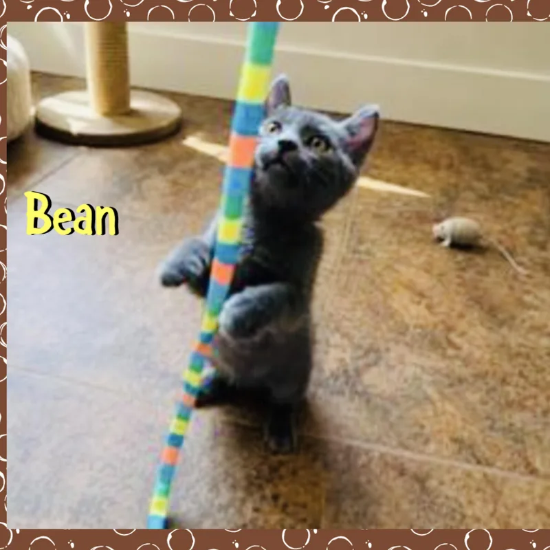 Bean thumbnail 2