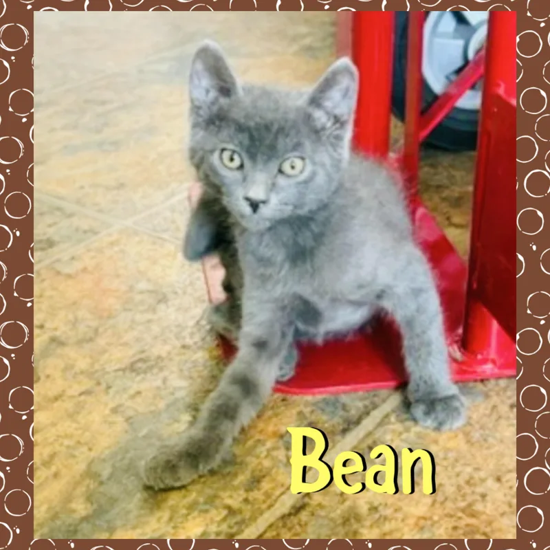 Bean thumbnail 3