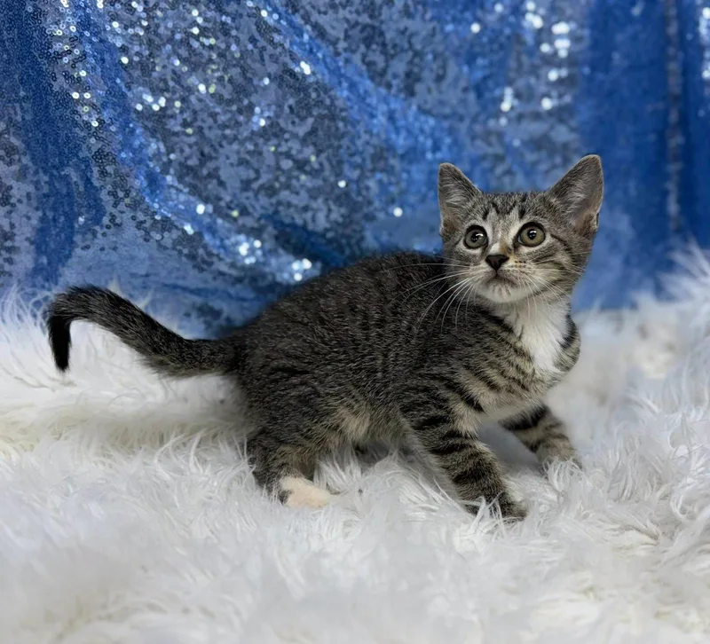 A young medium-sized male Domestic Short Hair cat named Landry for adoption in Clarkesville, GA