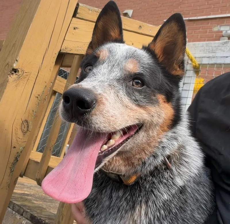 A young medium-sized male Gray / Blue / Silver Australian Cattle Dog / Blue Heeler dog named Jasper for adoption in Manassas, VA