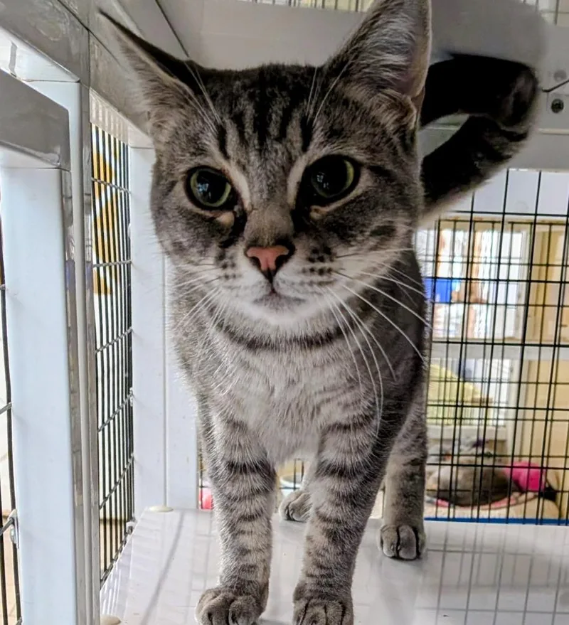 A baby large-sized male Domestic Short Hair cat named Kairo for adoption in St. Augustine, FL