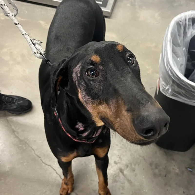 An adult large-sized male Black Doberman Pinscher dog named Lenny for adoption in Tampa, FL