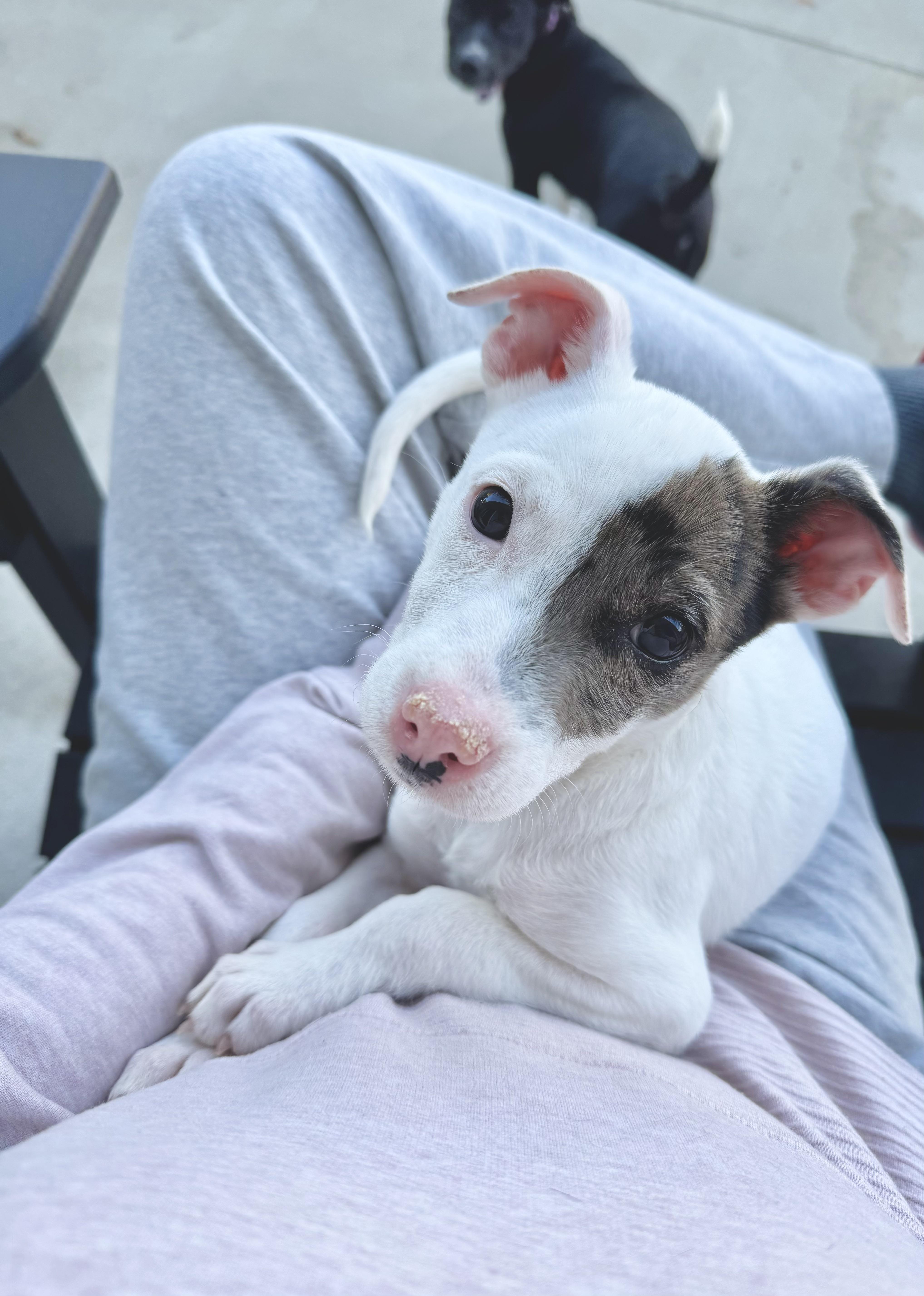 A baby small-sized female White / Cream Mixed Breed dog named Frankie for adoption in Cedarburg, WI