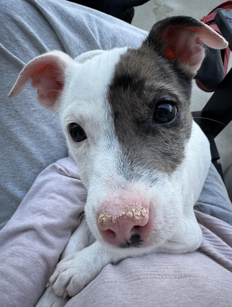 Frankie thumbnail 3