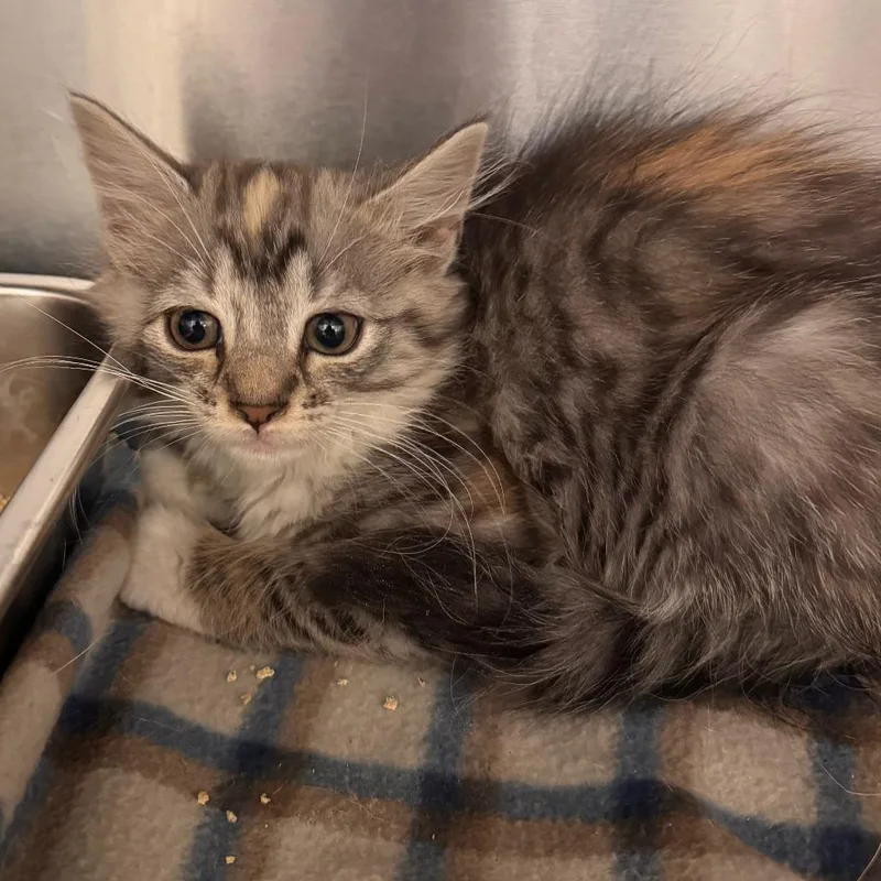 A baby small-sized female Gray / Blue / Silver Domestic Short Hair cat named Gelato for adoption in Wilmington, DE