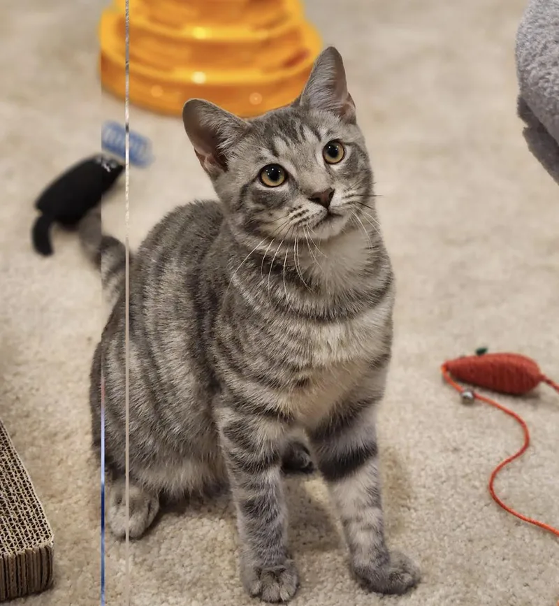 A baby medium-sized male Tabby (Gray / Blue / Silver) Domestic Short Hair cat named Grant for adoption in Cincinnati, OH