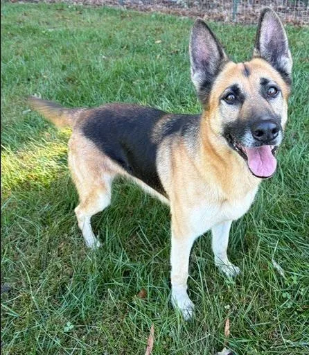 A senior medium-sized female German Shepherd Dog dog named Shiloh for adoption in Mocksville, NC