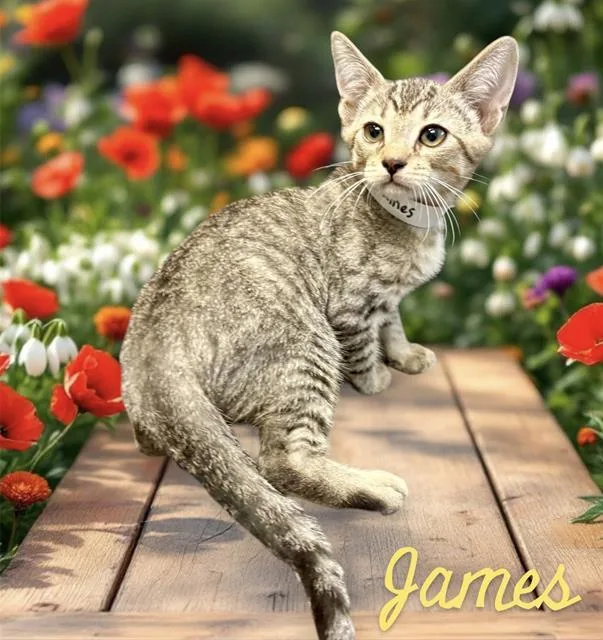 A baby small-sized male Domestic Short Hair cat named James for adoption in Visalia, CA
