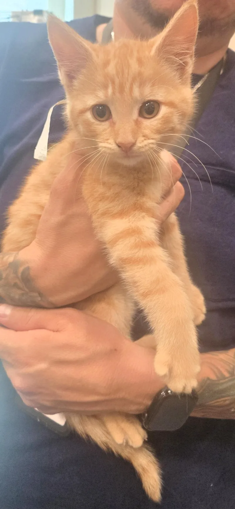 A baby medium-sized female Orange / Red Domestic Short Hair cat named Teno for adoption in Joliet, IL