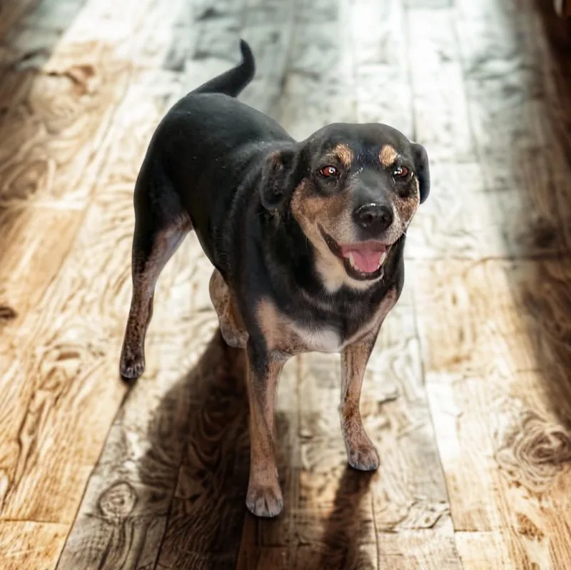 An adult medium-sized female Rottweiler dog named Thalia for adoption in San Diego, CA