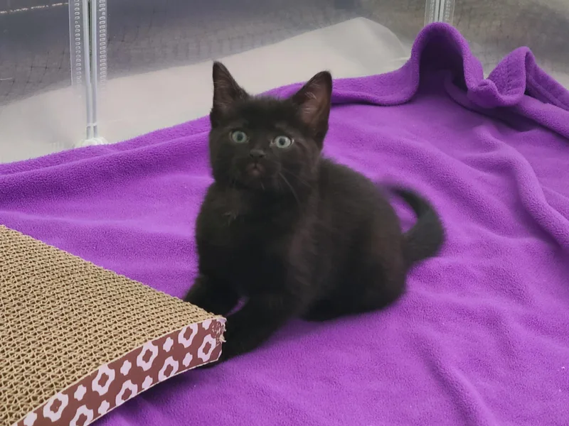 A baby small-sized male Black Domestic Short Hair cat named Abracadabra for adoption in Milwaukee, WI