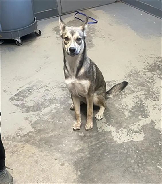 A young medium-sized female German Shepherd Dog dog named Fifi for adoption in Tallahassee, FL