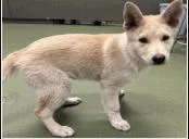 A baby large-sized male White / Cream Husky dog named AAD New Arrival! Bolt for adoption in Armonk, NY