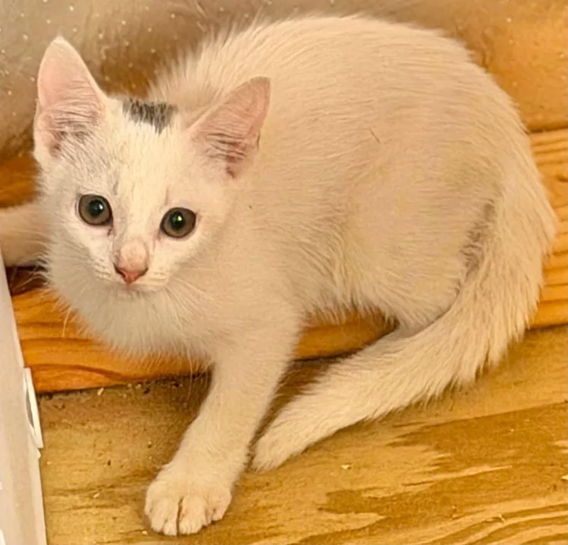 A baby medium-sized female Domestic Medium Hair cat named Pasie for adoption in Grand Bay, AL