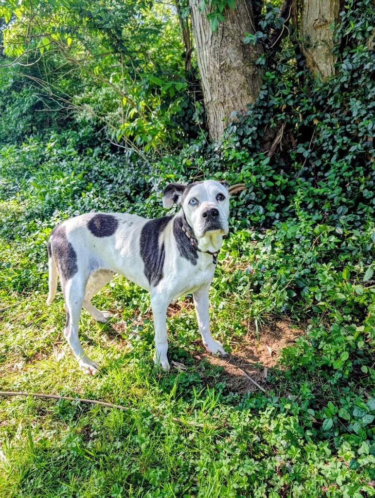 A senior medium-sized female White / Cream Boxer dog named Gran for adoption in Maysville, KY