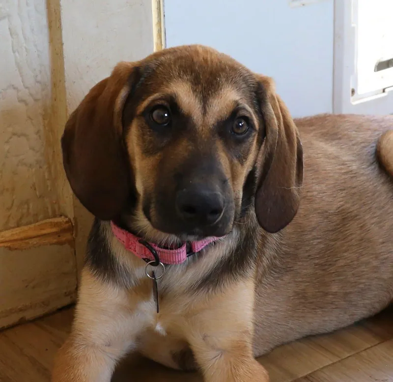 A young large-sized female Hound dog named Sutton for adoption in Southlake, TX