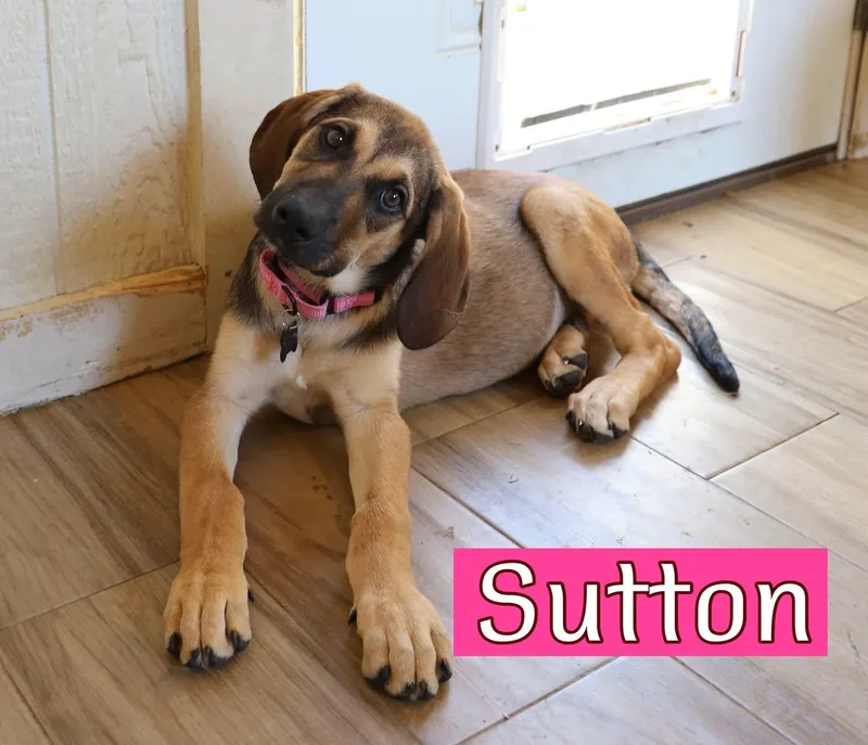 Sutton thumbnail 2