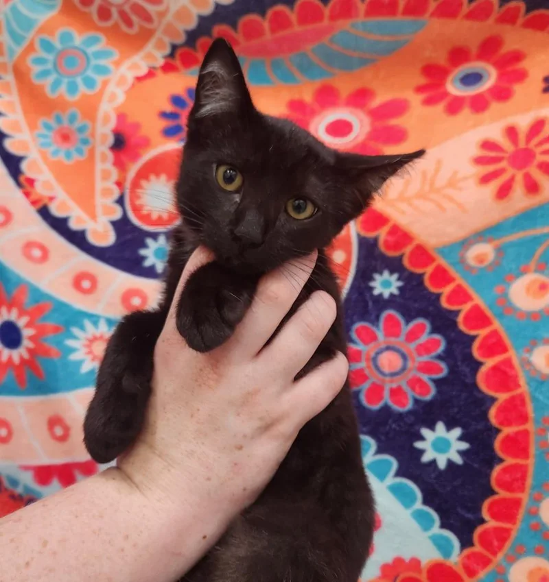 A baby small-sized male Domestic Short Hair cat named Messier for adoption in Brookings, OR