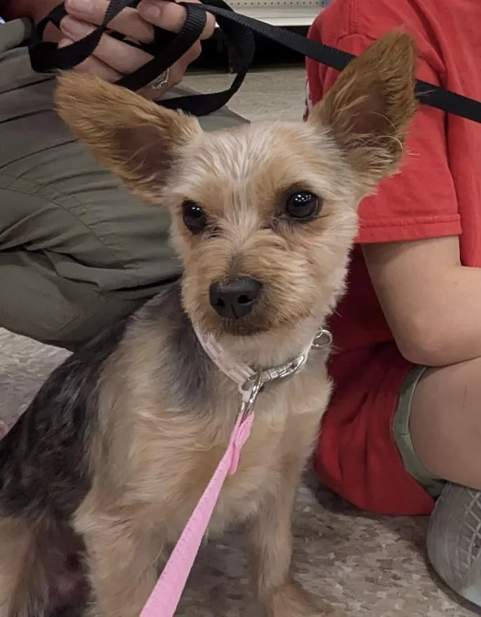 An adult small-sized male Yellow / Tan / Blond / Fawn Yorkshire Terrier dog named Sunny for adoption in Waldorf, MD