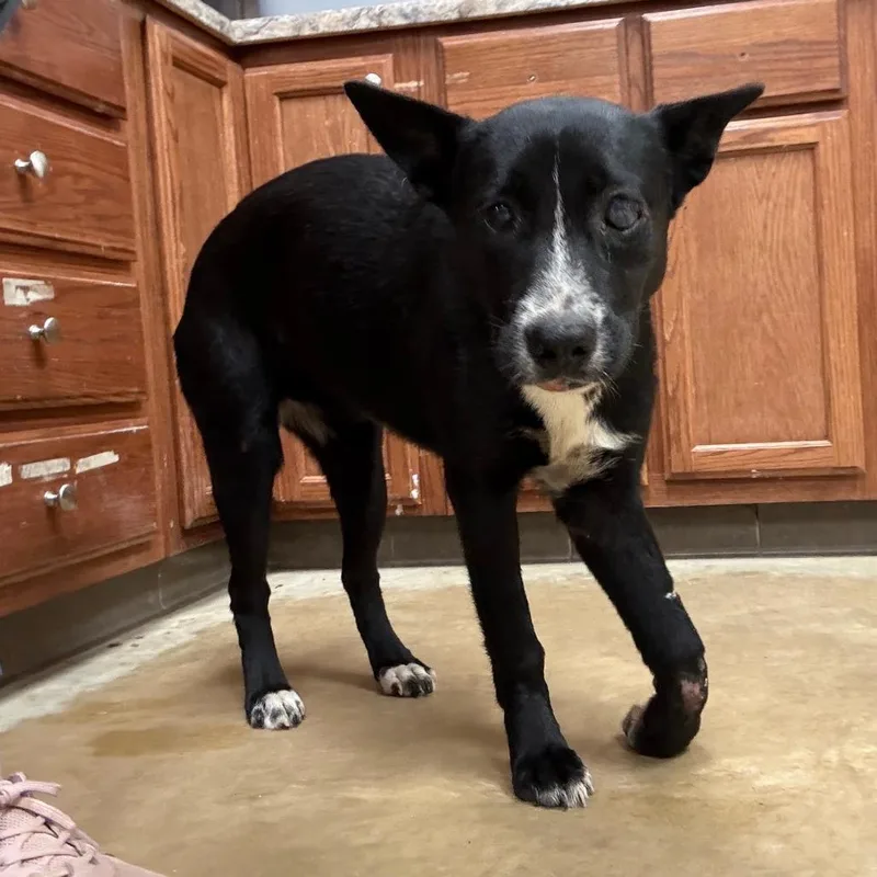 A young medium-sized female Black Border Collie dog named Jojo U for adoption in Tupelo, MS