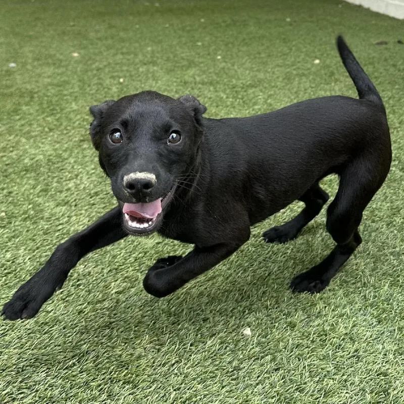 A baby medium-sized female Black Labrador Retriever dog named Magnolia for adoption in LOXAHATCHEE, FL