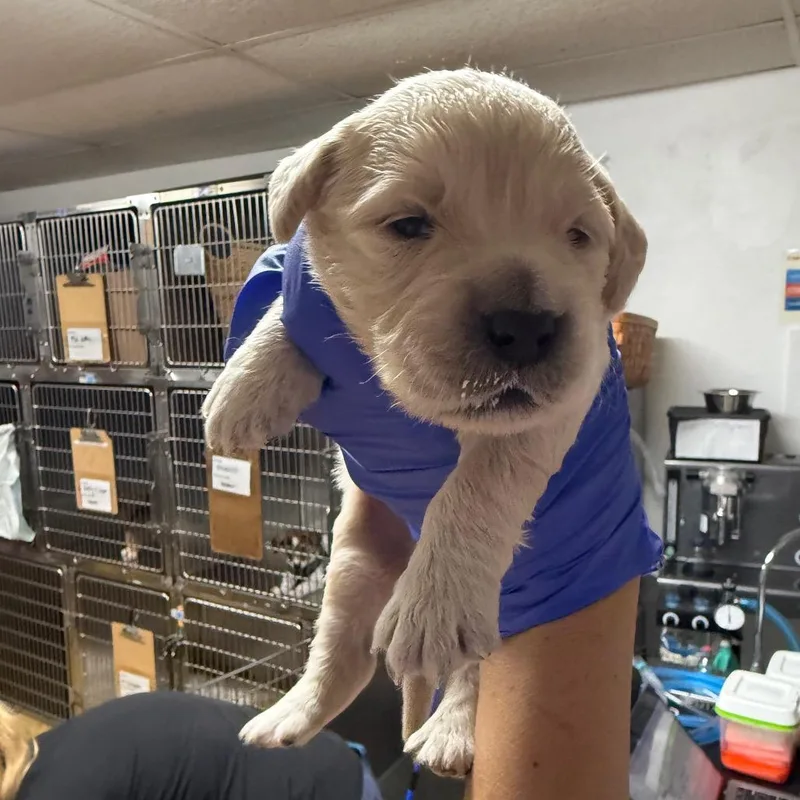 A baby small-sized male Yellow / Tan / Blond / Fawn Mixed Breed dog named Charlie for adoption in Wahiawa, HI