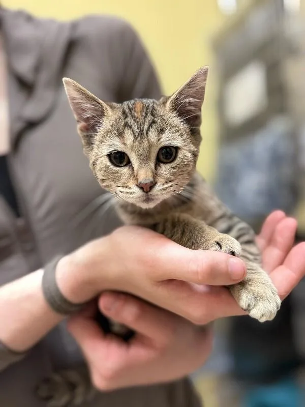 A young medium-sized female Tabby (Tiger Striped) Domestic Short Hair cat named Pumpkin Spice for adoption in Wooster, OH