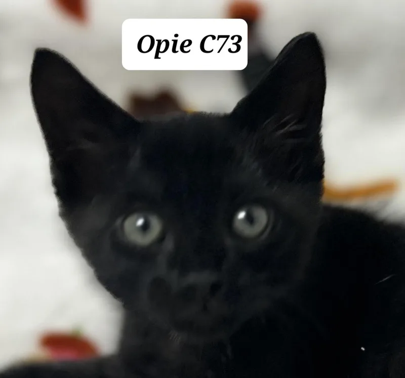 A baby medium-sized male Black Domestic Medium Hair cat named Opie for adoption in Morganton, NC