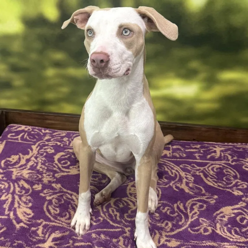 A young medium-sized female Mixed Breed dog named Abby for adoption in Auburn, NH
