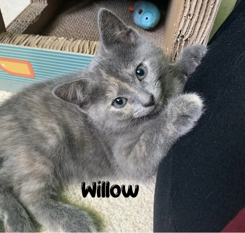 Willow  Willow Grove thumbnail 2