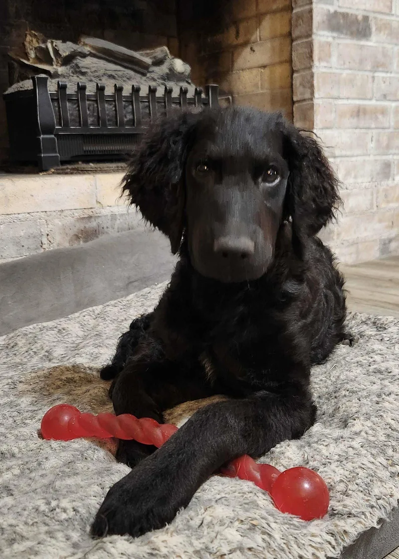 Addie