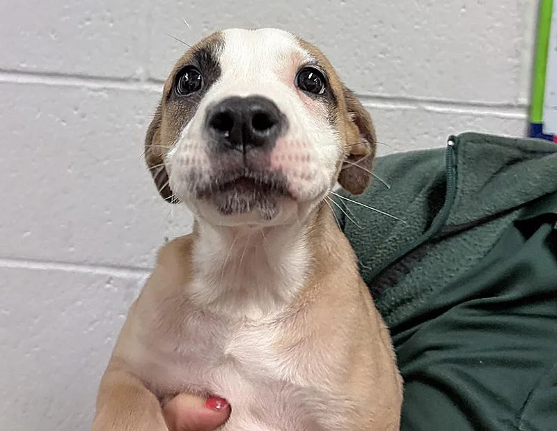 A baby small-sized female Yellow / Tan / Blond / Fawn Mastiff dog named Aphrodite for adoption in Columbus, IN