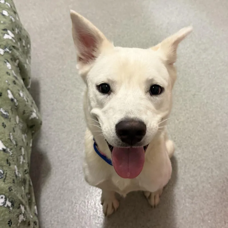 A young medium-sized female White / Cream Labrador Retriever dog named Bridget for adoption in Chicago, IL
