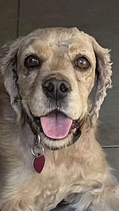 A young medium-sized female Cocker Spaniel dog named Peach for adoption in Jamestown, CA