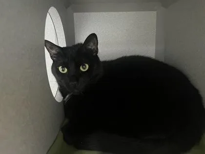 An adult medium-sized male Black Domestic Short Hair cat named Beetlejuice for adoption in Sacramento, CA