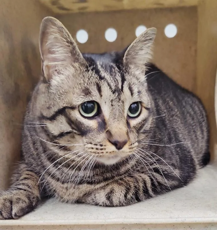 A senior medium-sized male Tabby (Gray / Blue / Silver) Domestic Short Hair cat named KitKat for adoption in Fruit Heights, UT