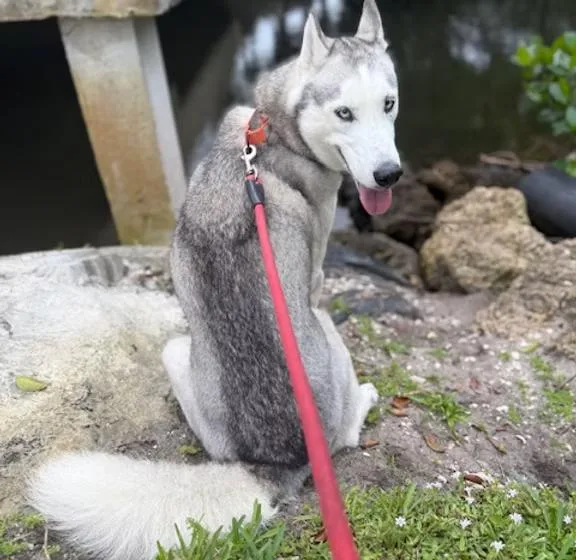 A young medium-sized male Tricolor (Brown, Black, & White) Siberian Husky dog named Clay for adoption in West Palm Beach, FL