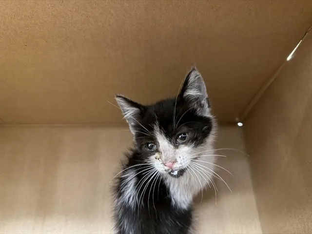 A baby small-sized female Domestic Short Hair cat named Greta for adoption in Ontario, CA