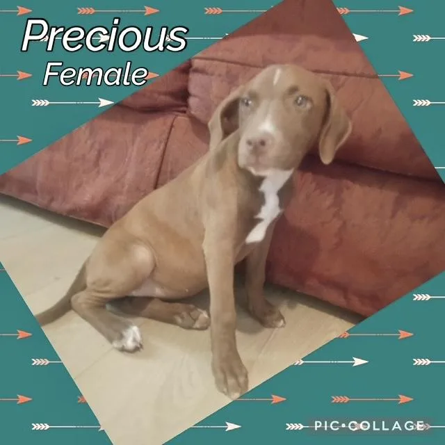 A baby medium-sized female Labrador Retriever dog named Precious for adoption in Manchester, CT