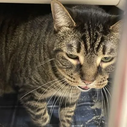 An adult small-sized male Domestic Short Hair cat named Finn for adoption in Wheaton, IL